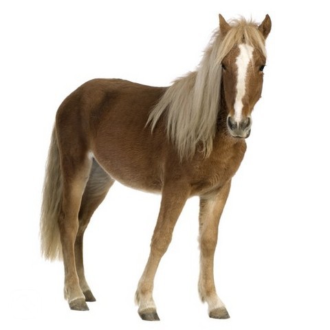 shetland-pony3-igallery-image0000115.igallery.image0000001--640x480--logo--server-koniccicz.jpg